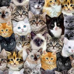 Timeless Treasures Fabric Cat-CD8417 Multi, by the yard
